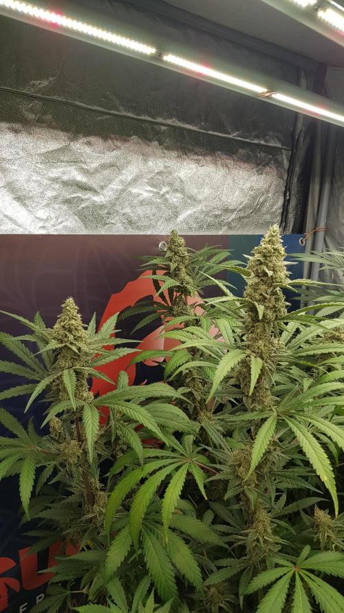 Changing Colours. Week 10