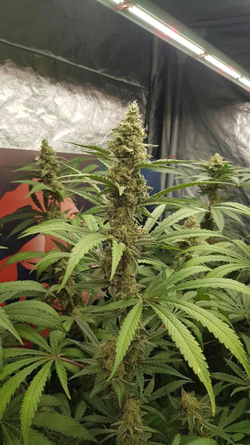 Changing Colours. Week 10