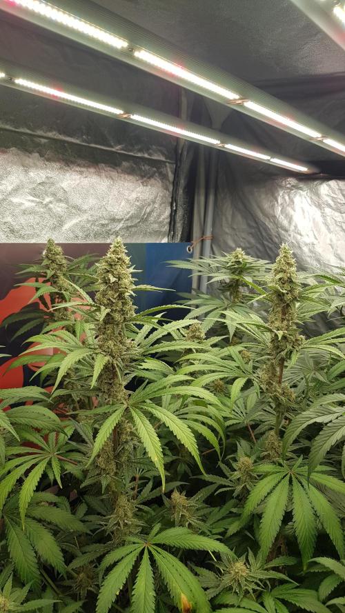 Changing Colours. Week 10