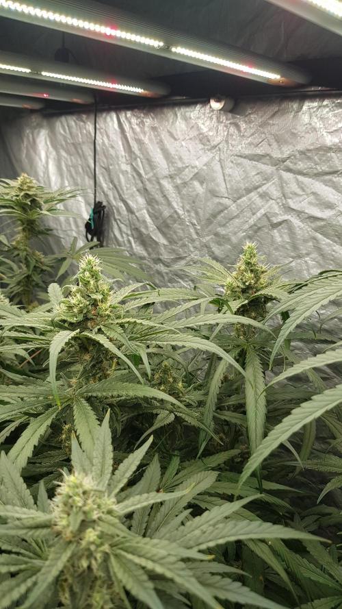 Summer Preperation. Week 10