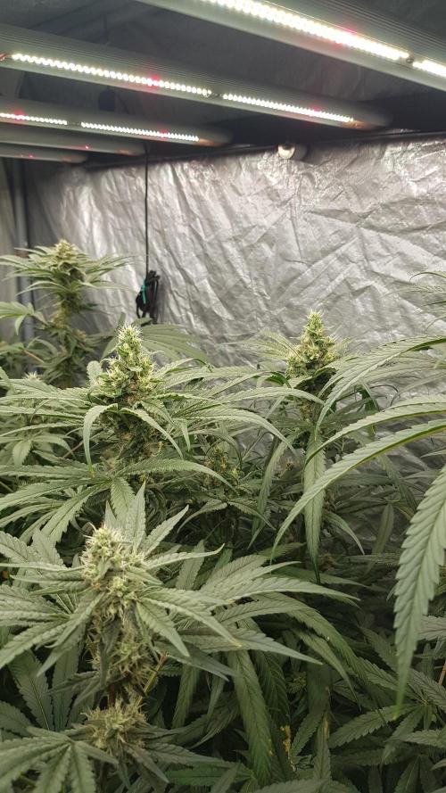 Summer Preperation. Week 10