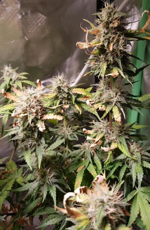 Guava Sundae Auto. Week 10