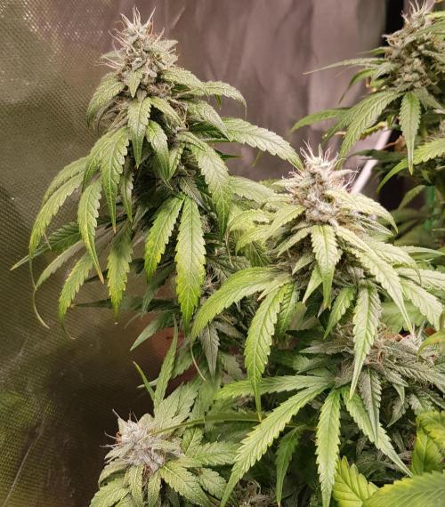 Mendo Guava Auto. Week 10