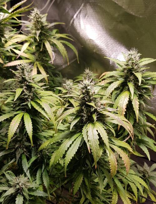 Banana Guava Auto. Week 10