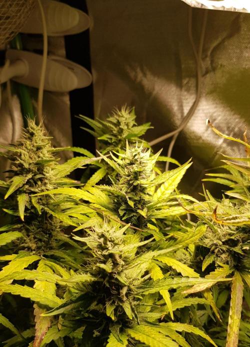Mendo Frost Auto. Week 10