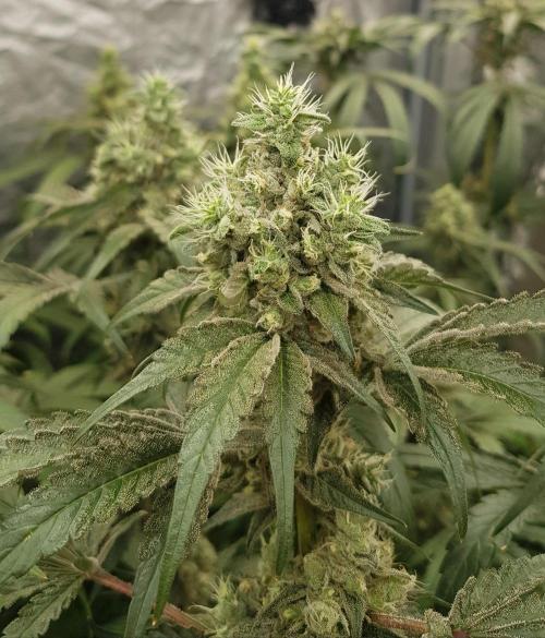 Poison Crafting. Week 11