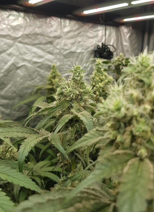 Poison Crafting. Week 11