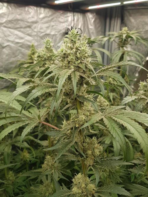 Poison Crafting. Week 11