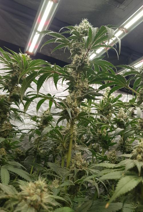 Poison Crafting. Week 11