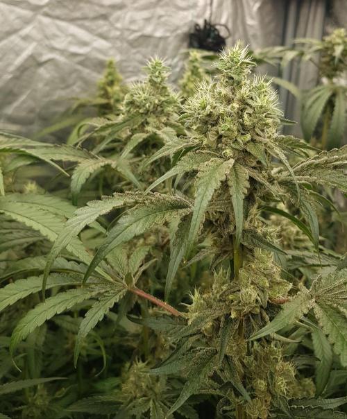 Poison Crafting. Week 11