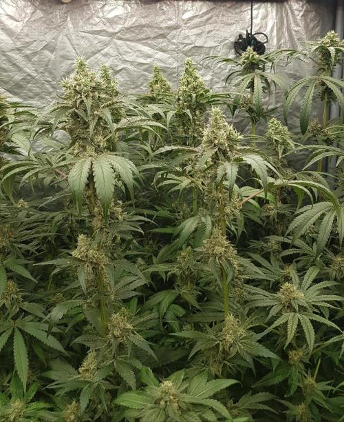 Poison Crafting. Week 11