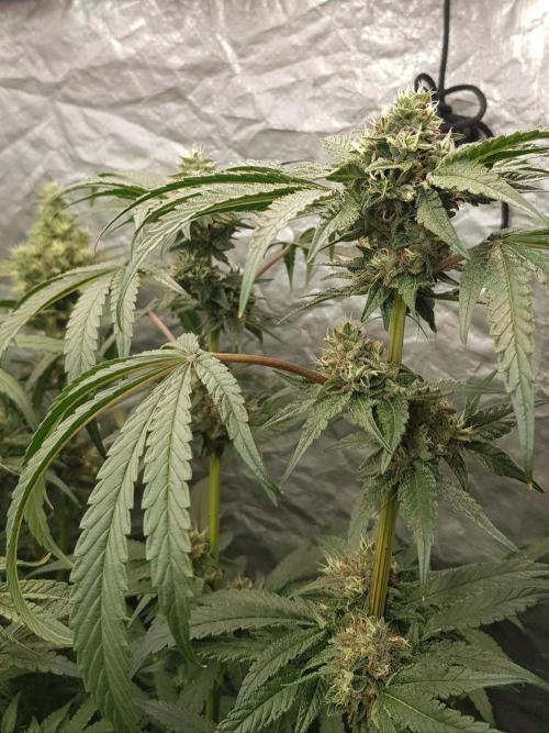 Secret Cake. Week 11