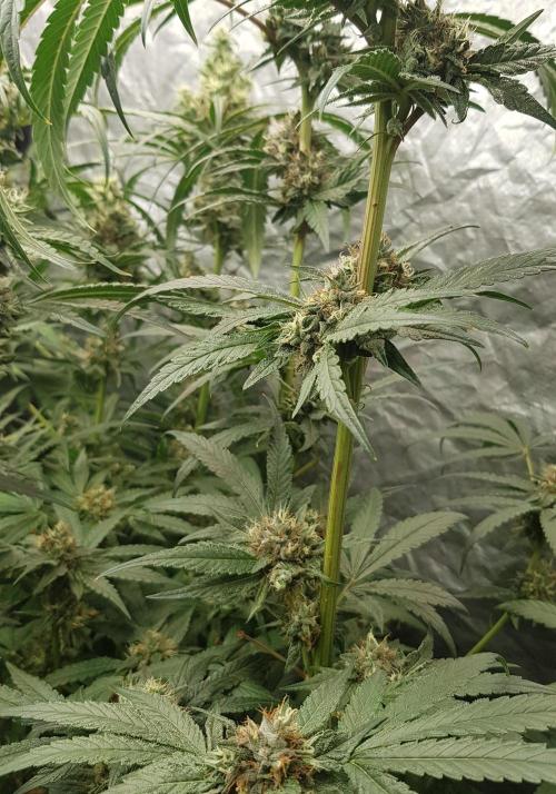 Secret Cake. Week 11