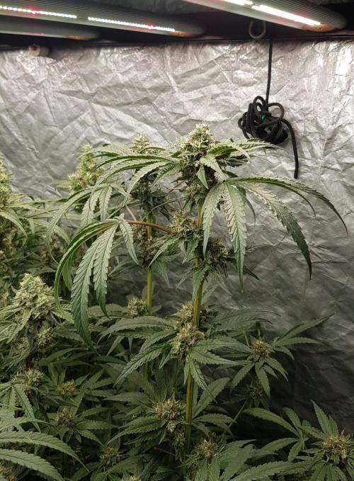 Secret Cake. Week 11