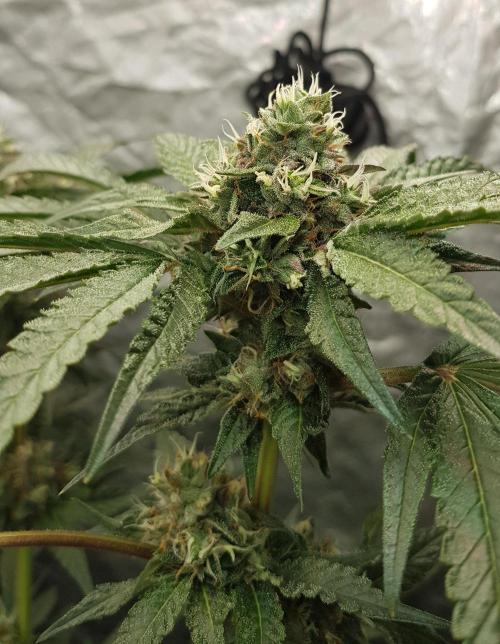 Secret Cake. Week 11