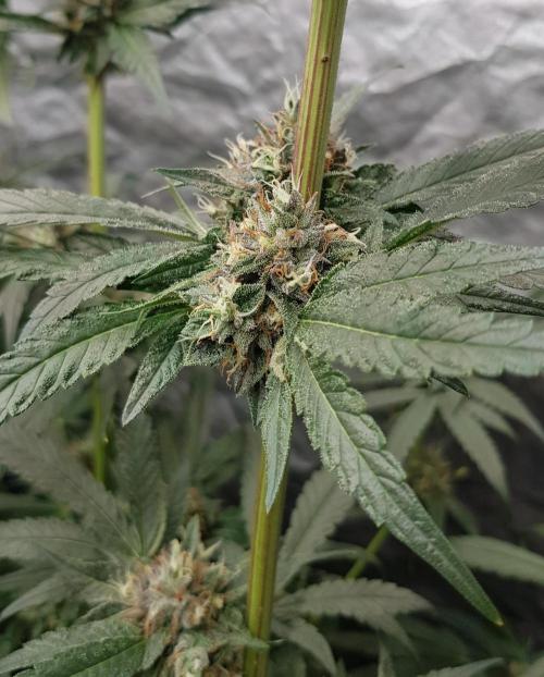 Secret Cake. Week 11