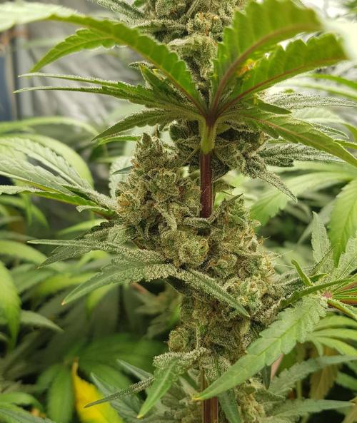 Changing Colours. Week 11