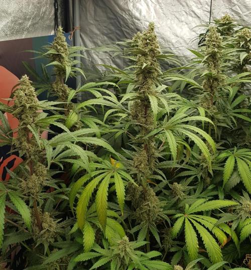 Changing Colours. Week 11