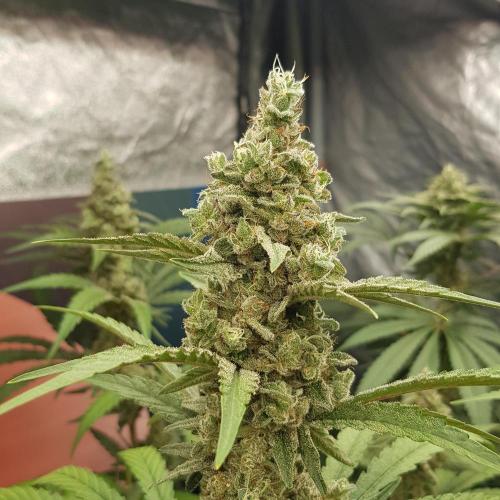 Changing Colours. Week 11