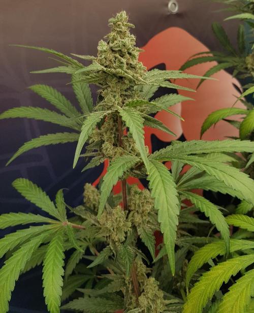 Changing Colours. Week 11