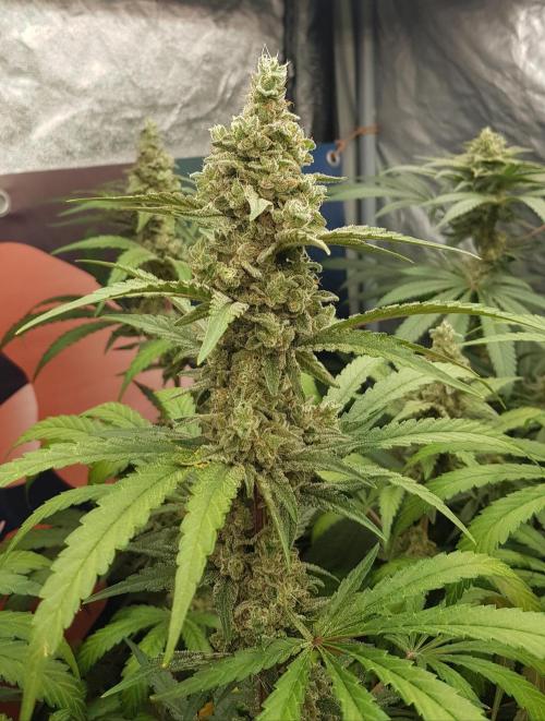 Changing Colours. Week 11