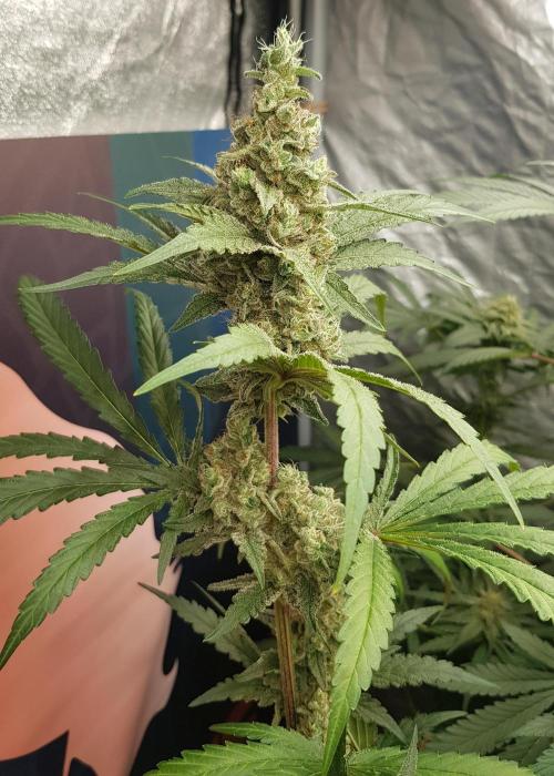 Changing Colours. Week 11