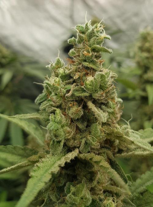 Changing Colours. Week 11