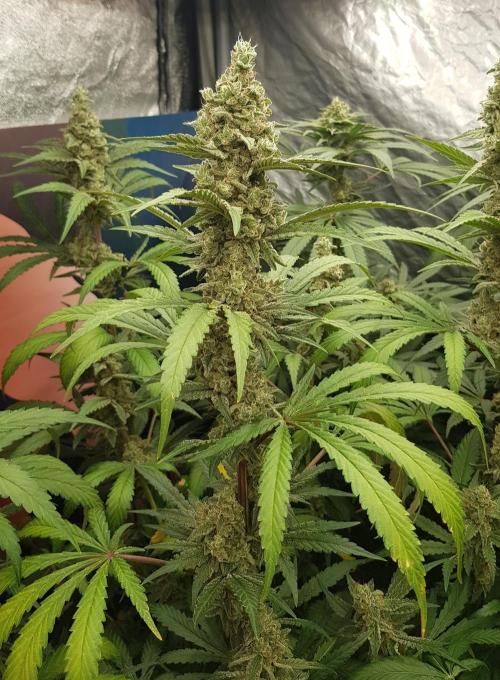 Changing Colours. Week 11