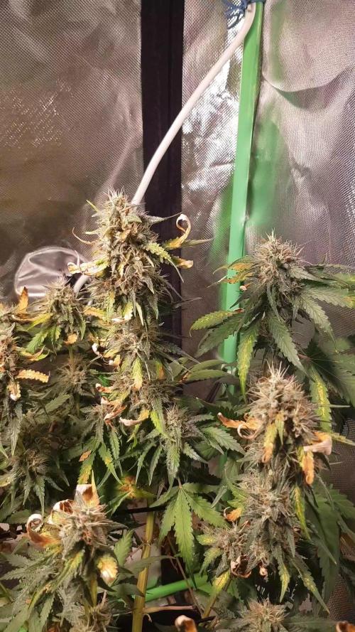 FB42 Champions Line #5