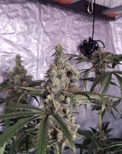 Summer Preperation. Week 12