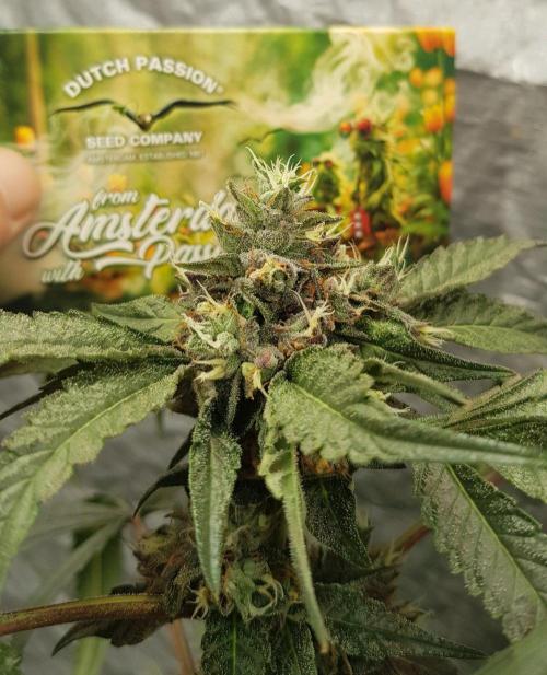 Secret Cake. Week 12