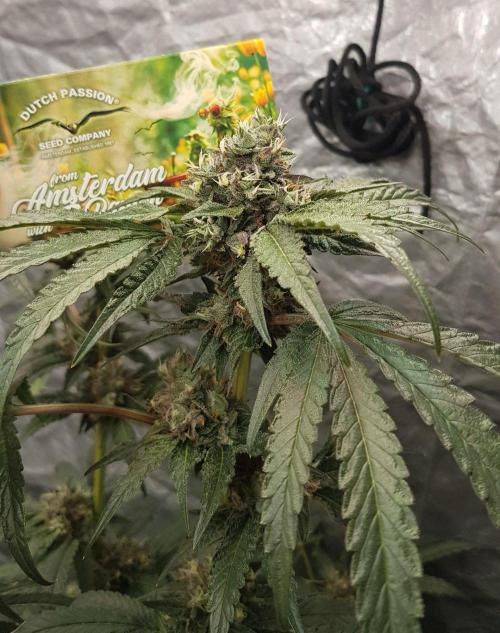 Secret Cake. Week 12