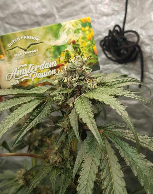 Secret Cake. Week 12