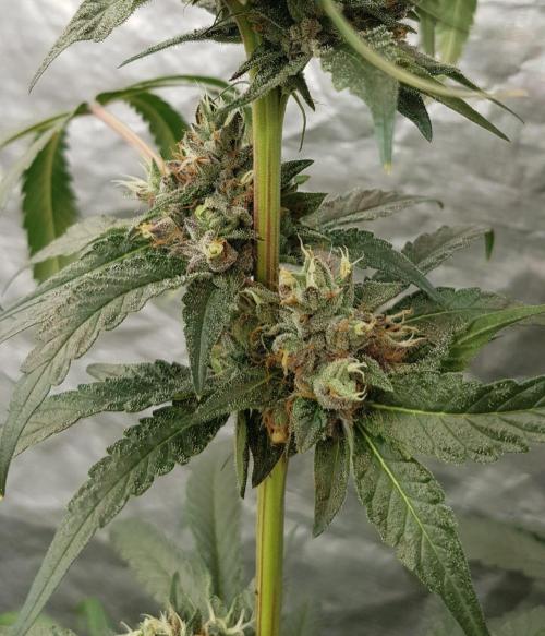 Secret Cake. Week 12