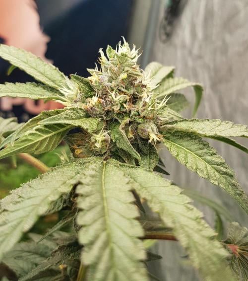 Secret Cake. Week 12
