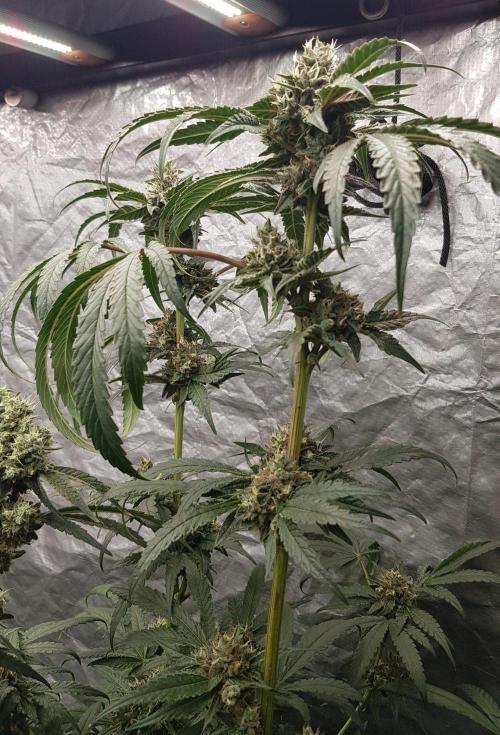 Secret Cake. Week 12