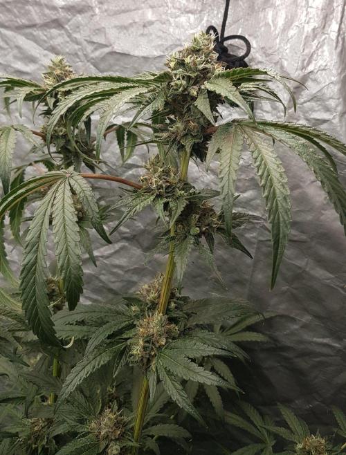 Secret Cake. Week 12