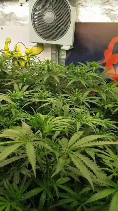 Sweet Seeds Jungle
