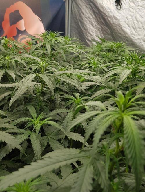 GGD Season 2 - Strawberry Cola Sherbet. Week 6