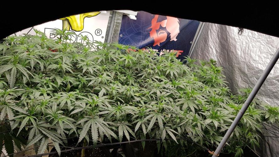 GGD Season 2 - Strawberry Cola Sherbet. Week 6