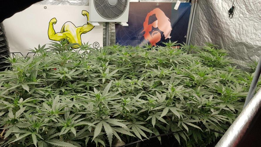 GGD Season 2 - Strawberry Cola Sherbet. Week 6