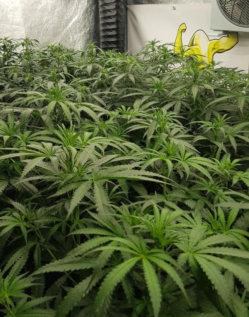 GGD Season 2 - Strawberry Cola Sherbet. Week 6