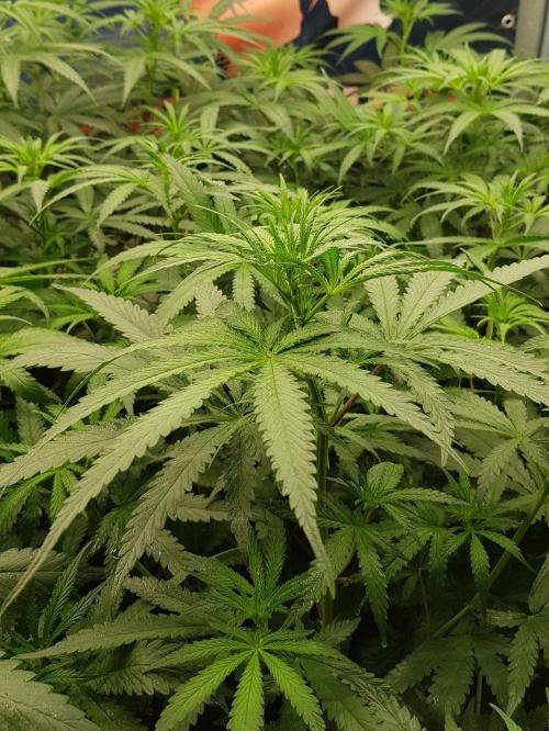GGD Season 2 - Strawberry Cola Sherbet. Week 6