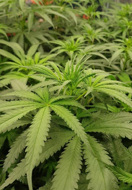 GGD Season 2 - Strawberry Cola Sherbet. Week 6