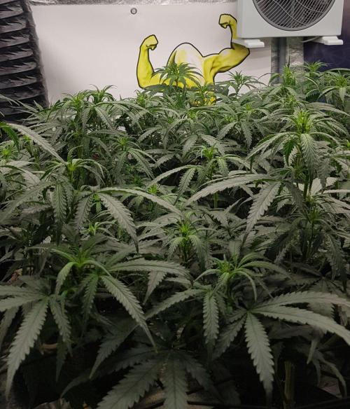 GGD Season 2 - Strawberry Cola Sherbet. Week 6
