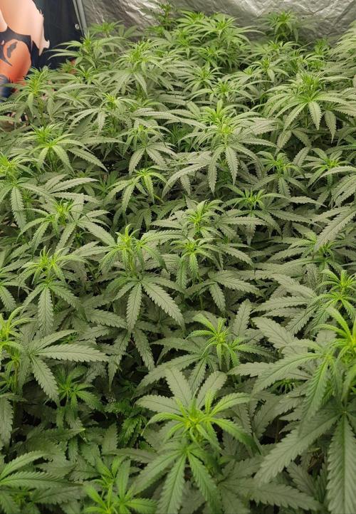 GGD Season 2 - Strawberry Cola Sherbet. Week 6
