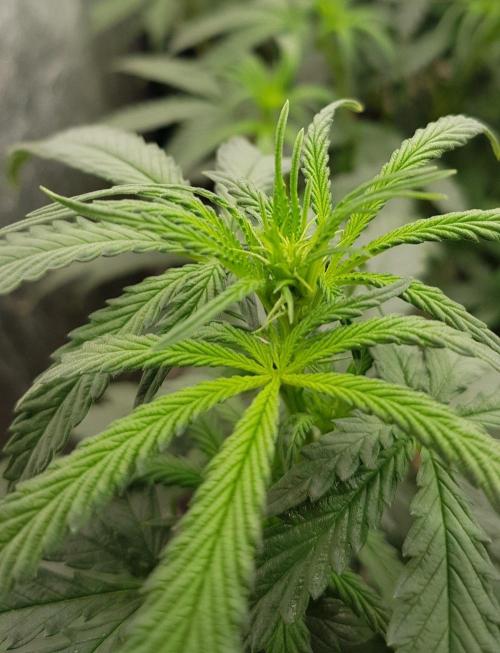 GGD Season 2 - Strawberry Cola Sherbet. Week 6