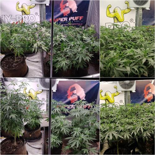 GGD Season 2 - Strawberry Cola Sherbet. Week 6