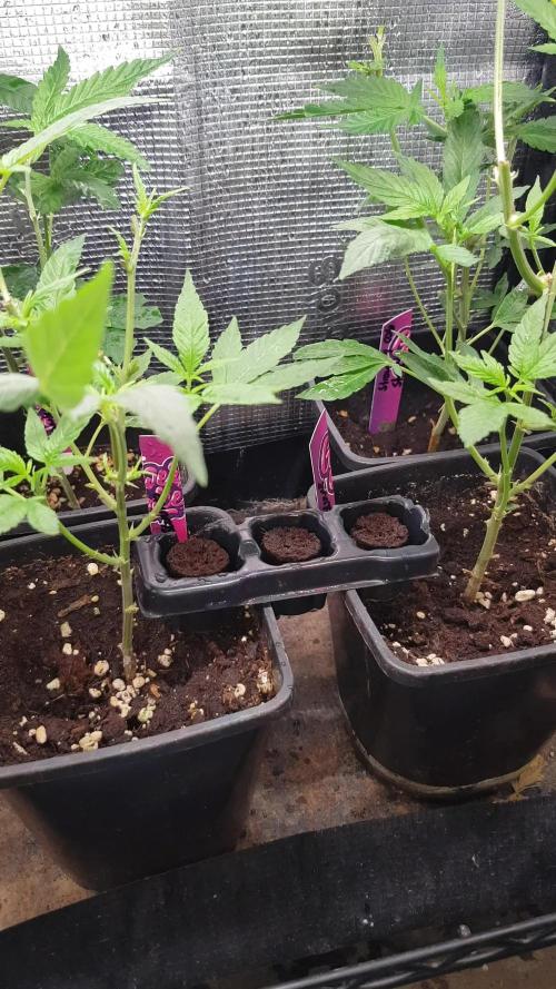 Grow Cup Pop
