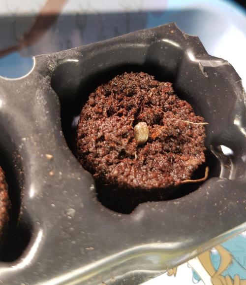 Grow Cup Pop. Week 0